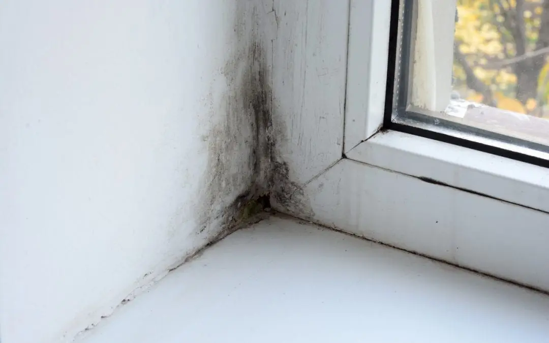 mold in the home