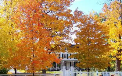 4 Signs it’s Time to Remove a Tree from Your Property