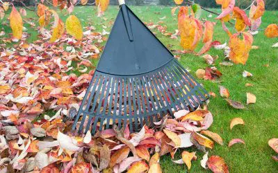 5 Fall Lawn Maintenance Tips