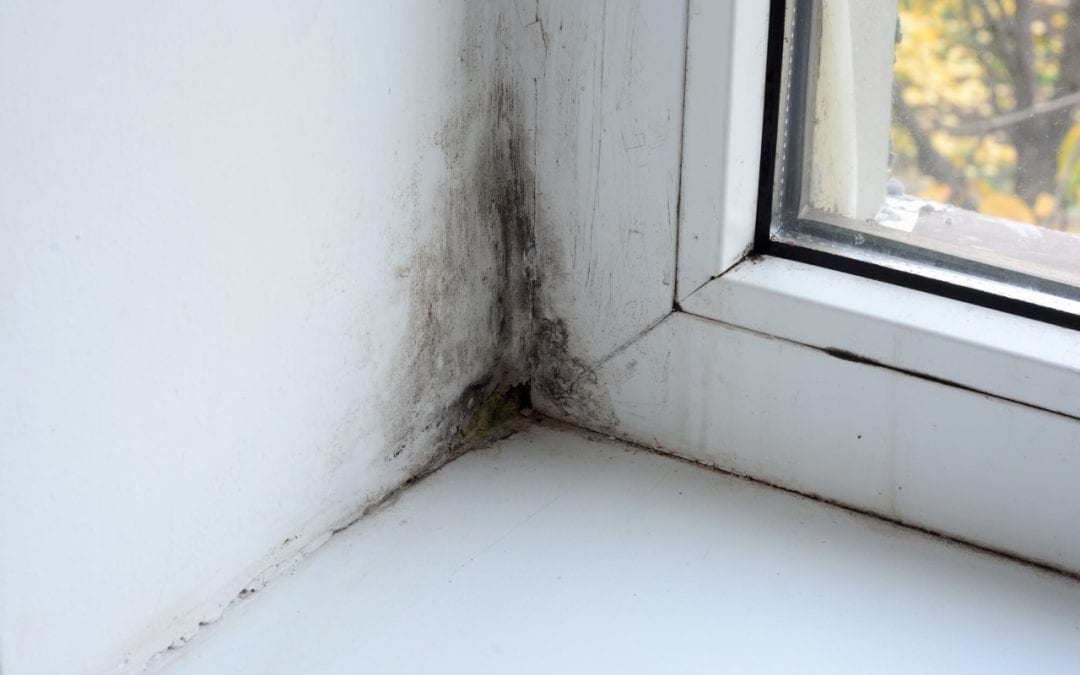 Top 6 Signs of Mold in the Home