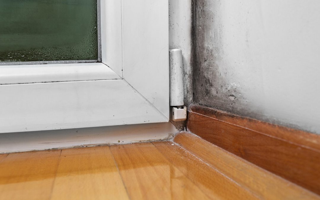 5 Main Causes of Mold in the Home